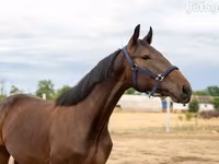 Caballo, Caballos — foto 1