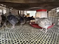 Quails — الصورة 2