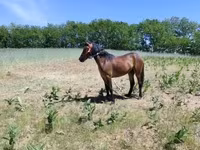 母马, Horses — 照片 3