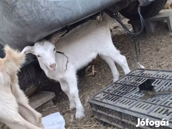 تيس, الماعز