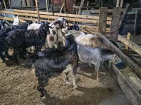 Billy Goat, Goats — photo 5