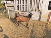 बकरा, Alpine goat — फ़ोटो 6
