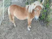 Caballo, Caballos — foto 3