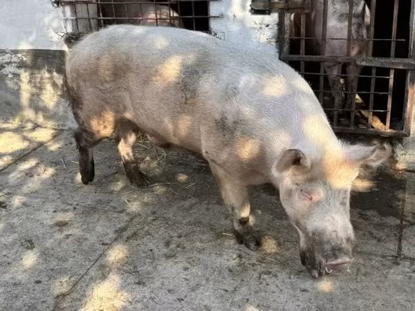 Қабан, Шошқалар — Венгрия