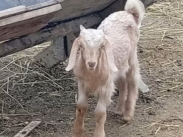 Ziegenbock, Damask goat