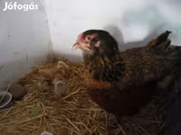 Chickens — photo 1