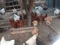 براهما — الصورة 1