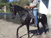 Kobyła, Tennessee Walking Horse — zdjęcie 2