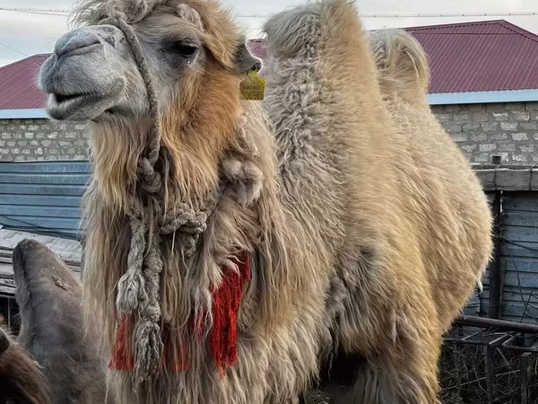 Deva, Kazakh Bactrian camel