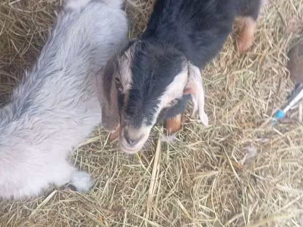 公山羊, Nubian Goat
