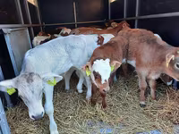 Buğa, Simmental cattle — foto 4