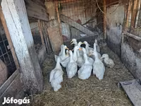 Ducks — fotografija 4