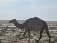 Kamile (partija, pol nije naveden), Anafi camel — fotografija 3