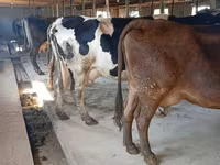 Krowa, Swiss cattle — zdjęcie 4