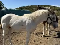 Yegua, Caballos — foto 2