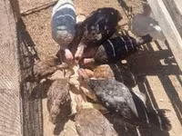 Turkeys — fotografija 2