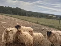 Carneiro, Racka sheep — foto 2