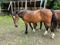 Kobyła, Međimurje horse — zdjęcie 3