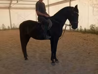 Kobila, Hungarian horse breed — fotografija 3