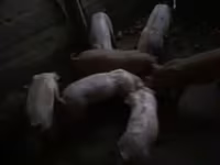 母猪, Пьетрен — 照片 4