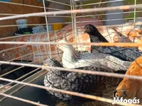 Japanisches Bantam — Foto 1