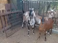 बकरा, Nubian Goat — फ़ोटो 3