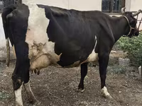Cow, Russian Black pied cattle — photo 8