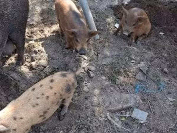Свиноматка, Дюрок