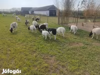 Widder, Dorper sheep — Foto 5