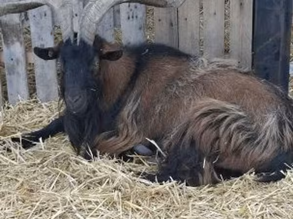बकरा, Alpine goat
