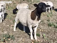 Widder, Dorper sheep — Foto 4