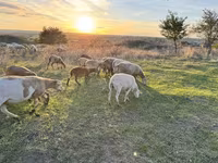 Ovan, Katum sheep — fotografija 1
