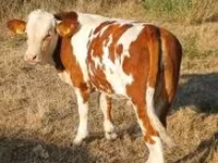 Buğa, Simmental cattle — foto 2