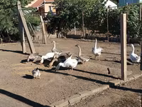 Geese — foto 1