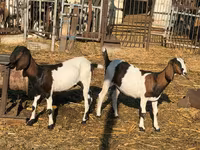 Goat, Nubian Goat — photo 2
