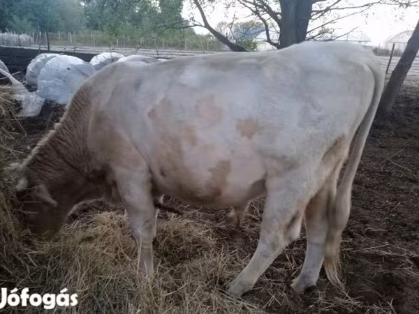 公牛, Charolais cattle