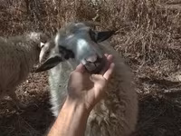 公羊, Racka sheep — 照片 2