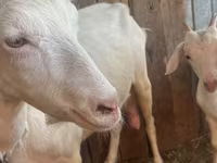 Коза, Saanen goat — фото 8