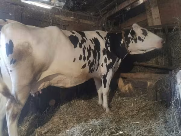 Sigir, Russian Black pied cattle — Vengriya
