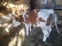 Cattle (batch, sex not specified), Simmental cattle — photo 2