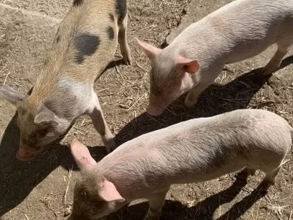 Schweine (Partie, Geschlecht nicht angegeben), Пьетрен