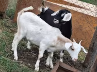 भेड़ें (लॉट, लिंग निर्दिष्ट नहीं), Dorper sheep — फ़ोटो 3