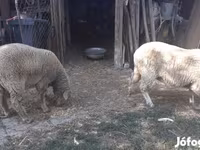 Sheep, Sheep — photo 5