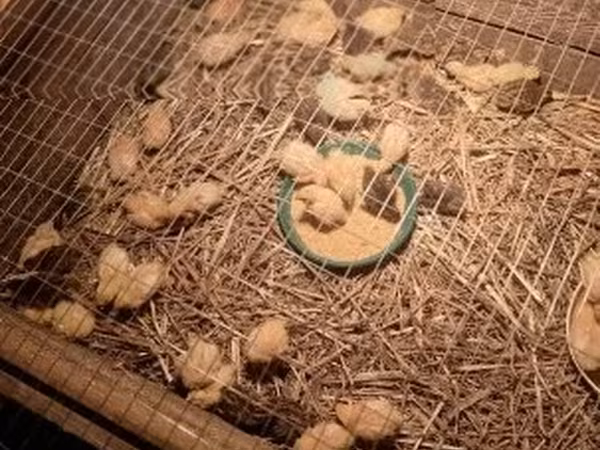 Quails — Węgry