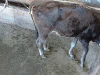 Krava, Russian Black pied cattle — fotografija 5
