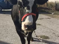İnək, Russian Black pied cattle — foto 3
