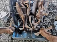 母山羊, Goats — 照片 3