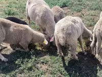 Baran, Merino sheep — zdjęcie 7