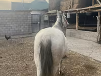 Бие, Tersk horse — 5-сурет