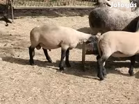 Widder, White Suffolk sheep — Foto 3